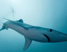 世俱杯2025-霍勒迪铁血封锁锁死爵士 奇才全民皆兵强势晋级