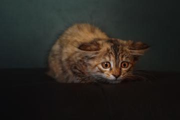 世俱杯决赛-欧冠半决赛之夜，哈利伯顿惊艳四座，当绿茵场的星辰，照亮了篮球的夜空