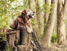 世俱杯赛程-李刚仁一锤定音，喀麦隆用铁锁横江—两种杀死比赛的方式