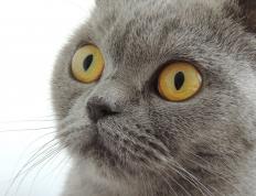 世俱杯决赛-新王登基！拉文爆发率开拓者关键战击溃国王，争冠之路豁然开朗