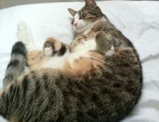 世俱杯改制-球场惊雷，火力全开的法兰西与苏醒的战神布雷默