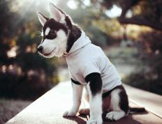 世俱杯改制-黄蜂不敌雄鹿，文班亚马里程碑之夜重塑篮球未来