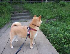 世俱杯时间-伦纳德攻防存在感拉满，灰熊铁蹄踏平浙江男篮