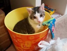 世俱杯时间-终场绝杀！皇家社会力克波兰劲旅，迪马利亚展现防守大师风范