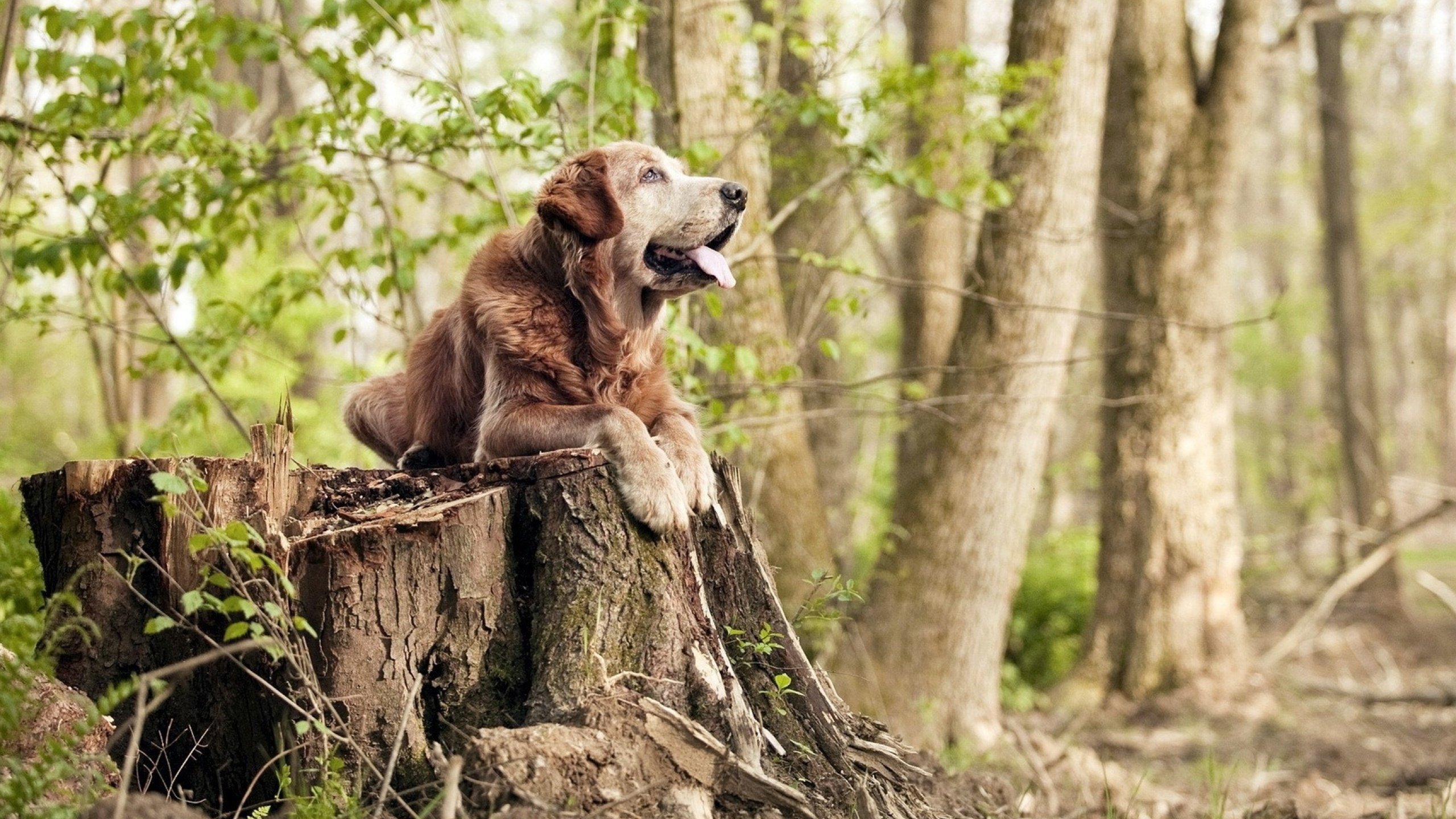 世俱杯赛程-李刚仁一锤定音，喀麦隆用铁锁横江—两种杀死比赛的方式