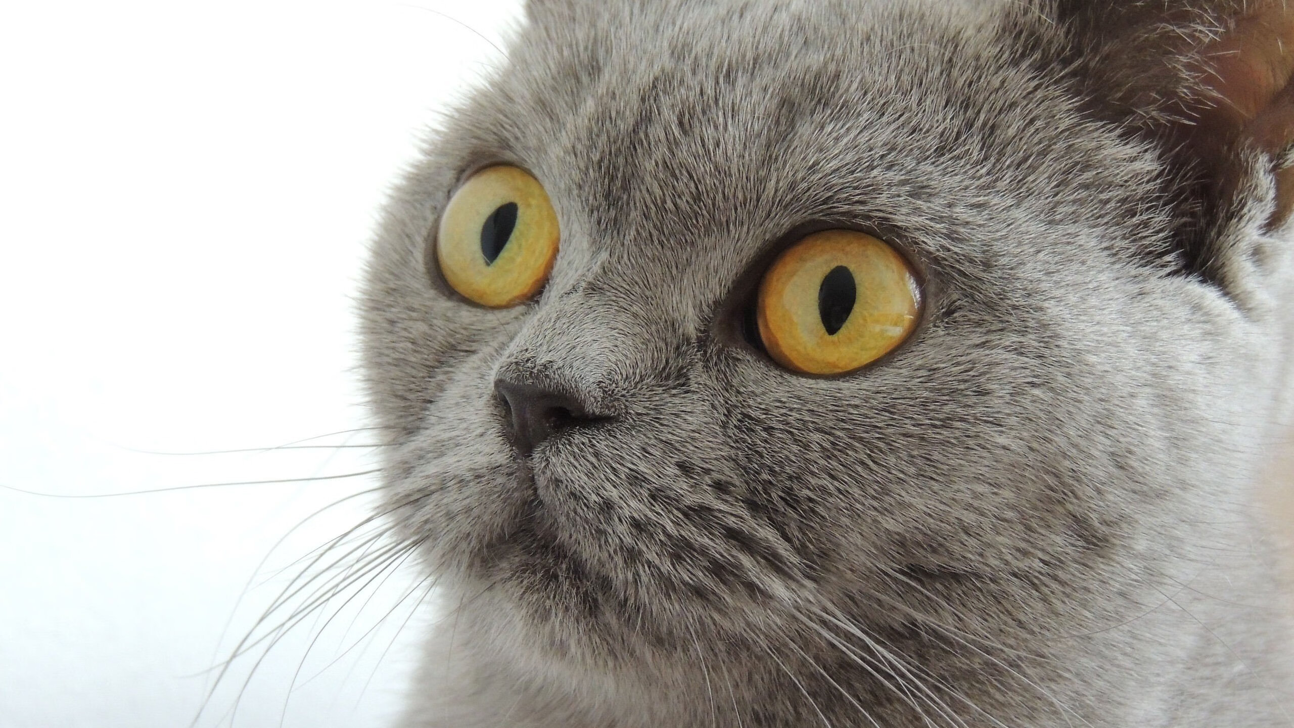 世俱杯决赛-新王登基！拉文爆发率开拓者关键战击溃国王，争冠之路豁然开朗