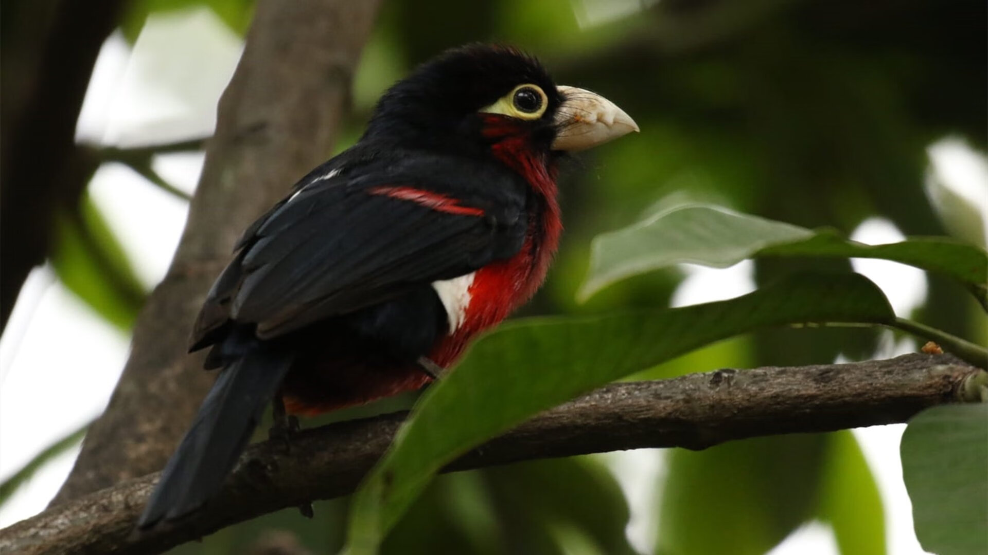 世俱杯决赛-马克西存在感拉满,步行者一波流带走湖人