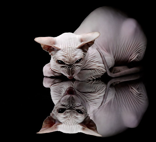 世俱杯奖金-西决生死战，詹姆斯的钢铁意志，关键战役从不手软