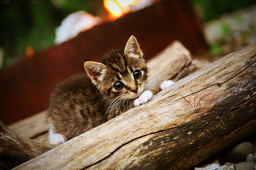 世俱杯参赛资格-超远奔袭绝杀！加克波状态火热，诠释红军铁血精神