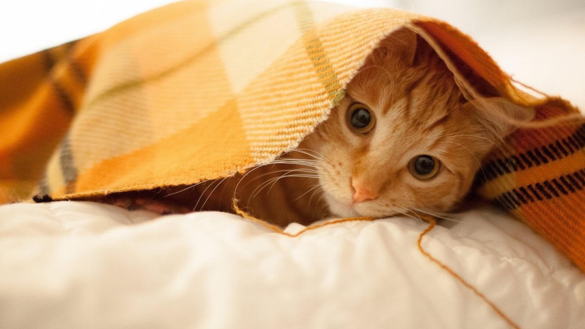 世俱杯改制-欧非对话的绿茵教科书,勒沃库森轻取安哥拉,奥利维耶定义中场艺术