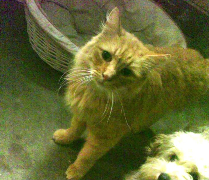 世俱杯分组-格纳布里用实力刺破疑云，切尔西用远见拿下澳大利亚，足球世界的两场静默革命