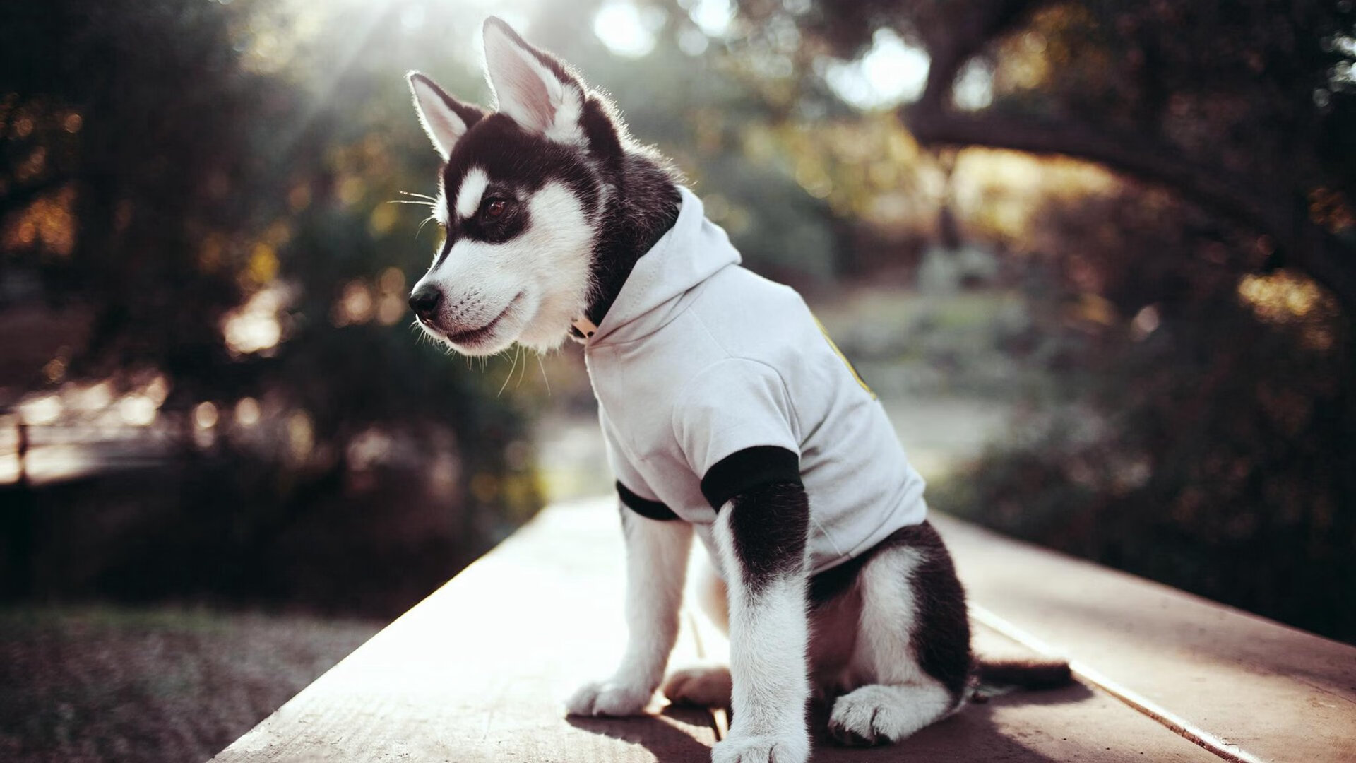 世俱杯改制-黄蜂不敌雄鹿，文班亚马里程碑之夜重塑篮球未来