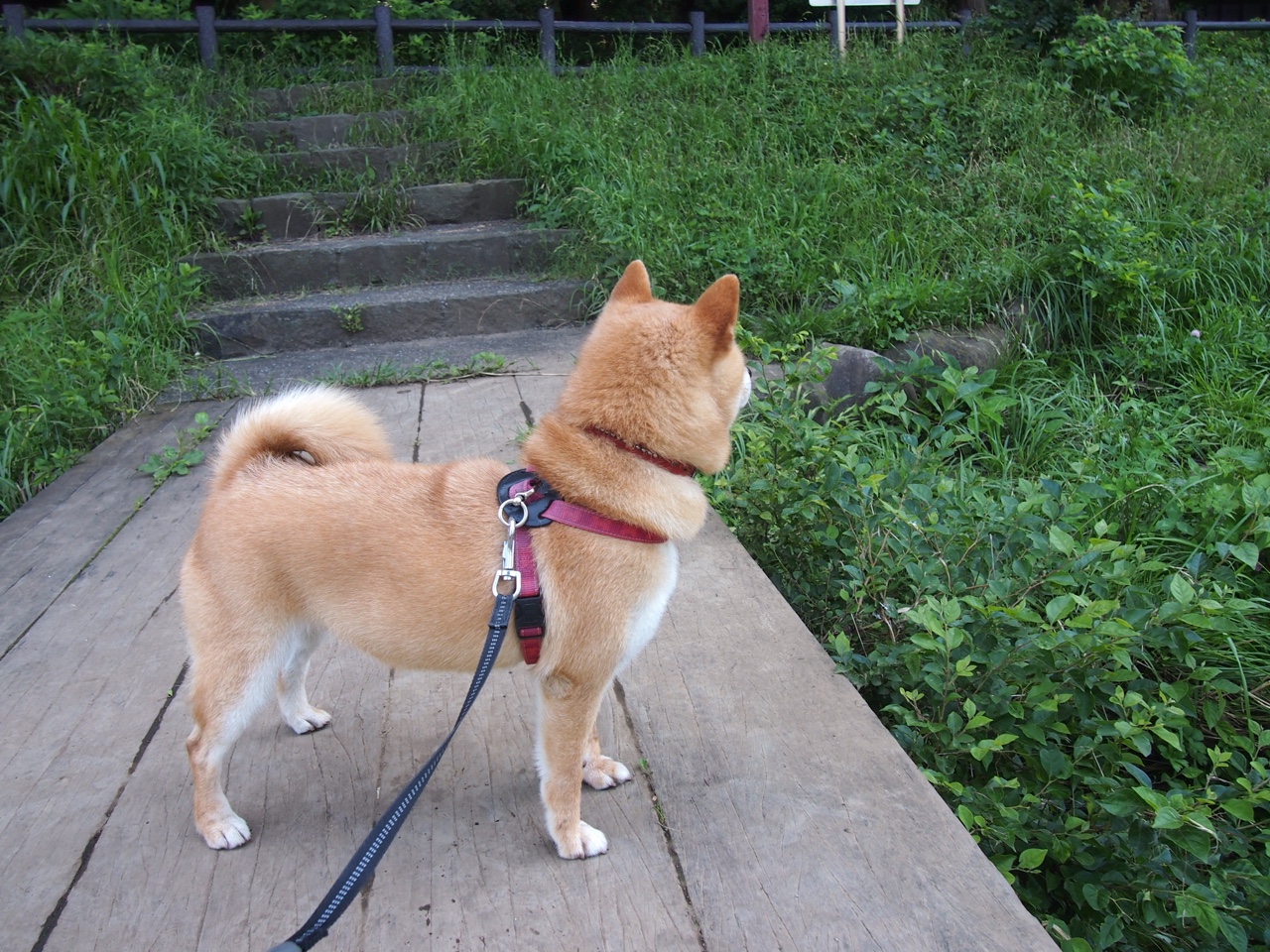 世俱杯时间-伦纳德攻防存在感拉满，灰熊铁蹄踏平浙江男篮