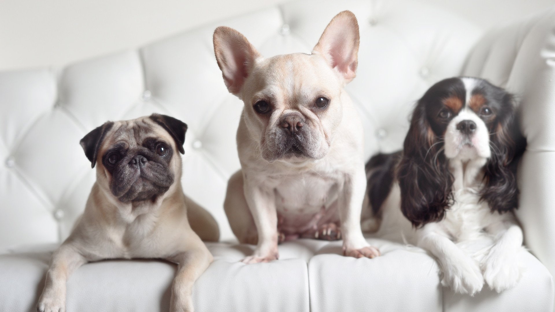 世俱杯奖金-奇迹铸于细微处,牙买加的草根呐喊与凯恩的殿堂证明