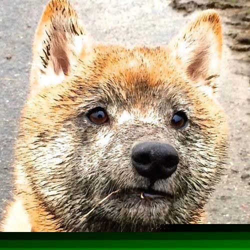 世俱杯改制-剑与盾的协奏,德罗赞统治与吉林锁防的胜利密码