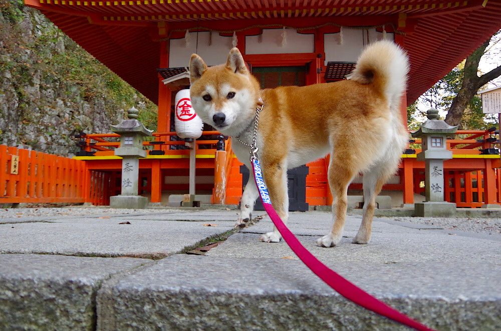 世俱杯赛程-突尼斯铁壁锁死南美风暴，卢卡库化身绿茵转换核心