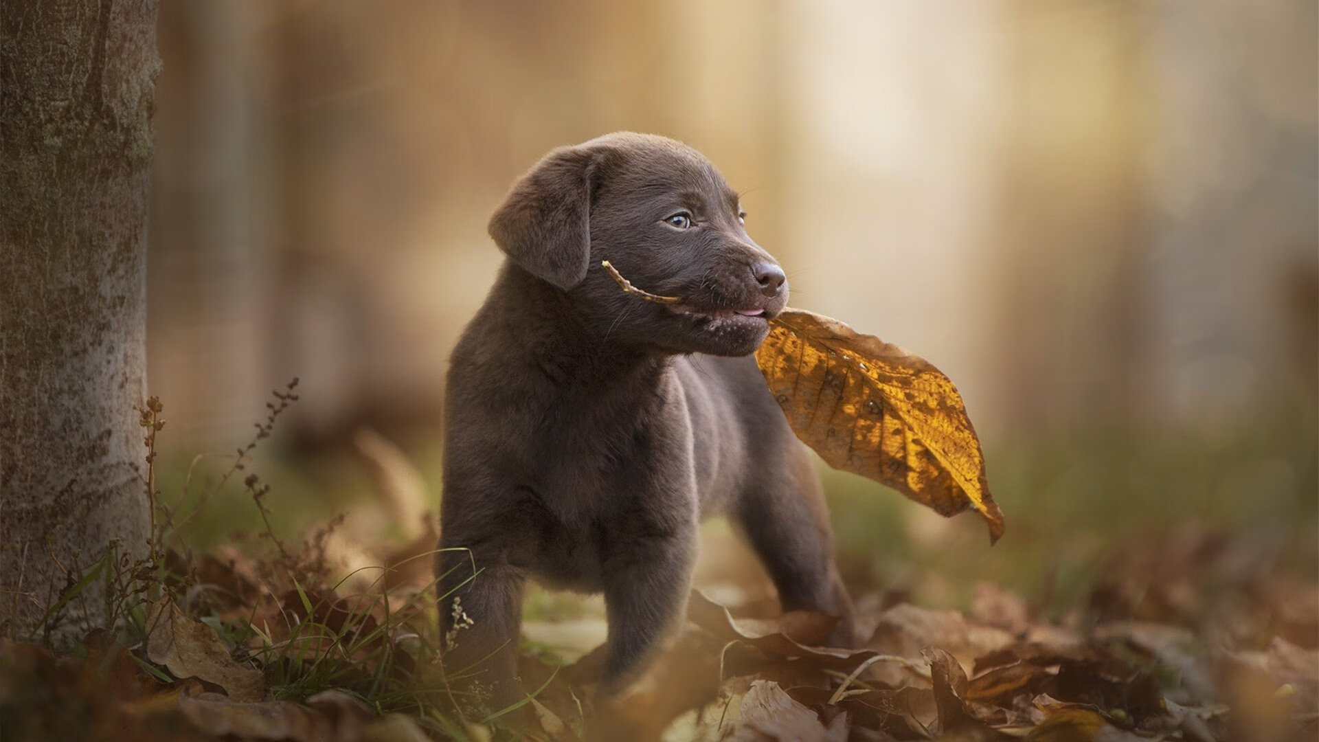 世俱杯赛程-贝蒂斯绝境突围！巴斯托尼一击定乾坤，罗马神话就此终结？