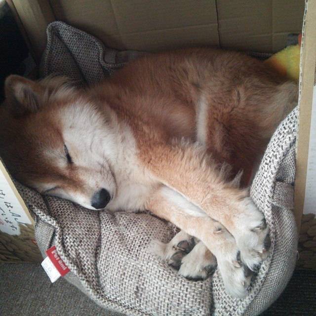 世俱杯-双线激战，东决焦点对决与西班牙贝蒂斯生死战的胜利交响