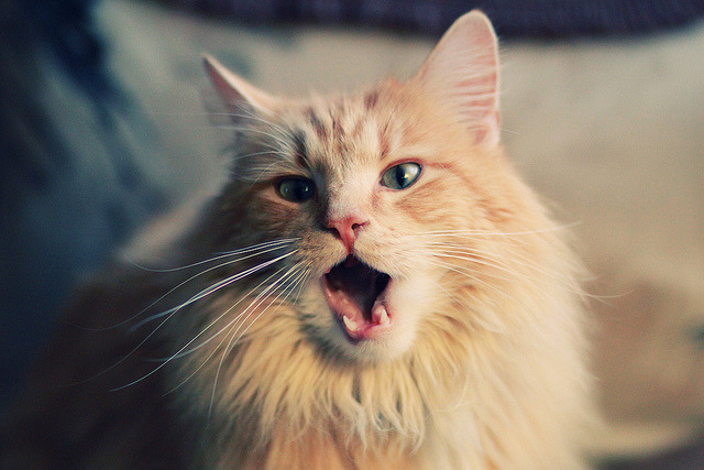 世俱杯决赛-独行侠力克鹈鹕晋级争冠战，拉梅洛·鲍尔关键先生闪耀全场