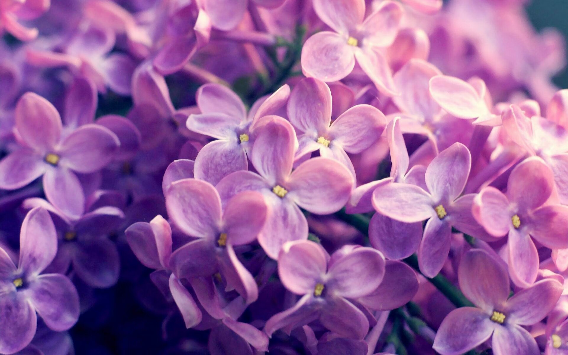 世俱杯-当长白之鹰遇见密西西比水鸟，恩比德的山，横亘于两个世界之间