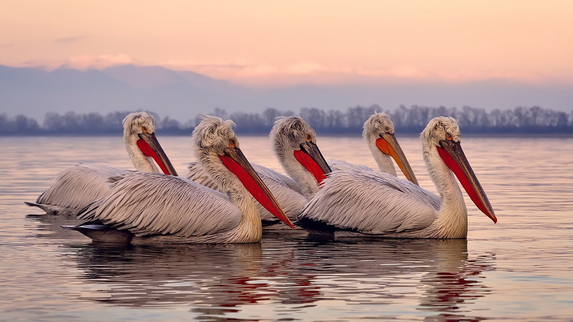 世俱杯2025-悬念之夜！土耳其对阵突尼斯，硬仗之王凯塞多如何左右战局？
